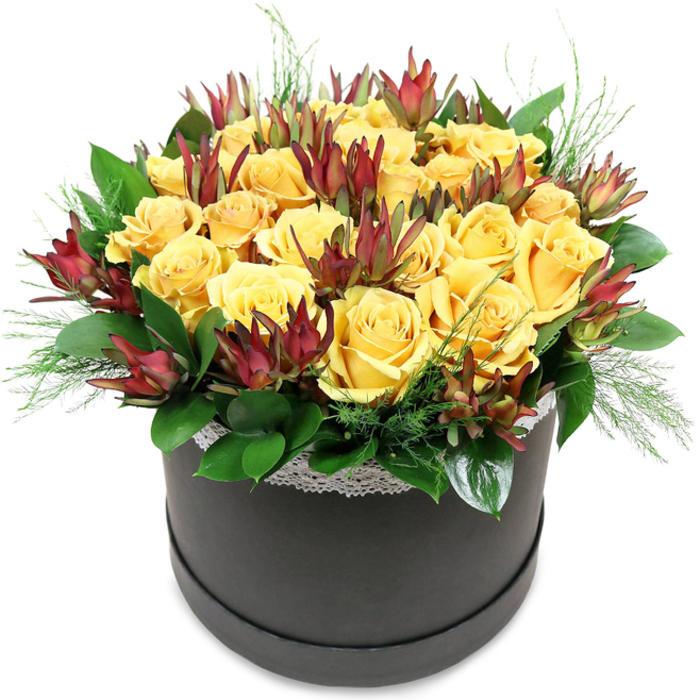 A modern floral hatbox arrangement overflows with golden yellow roses and deep burgundy leucadendron, set against a stark white background that highlights every subtle texture, as if it's waiting on a workbench in the Flowers Mill Hill studio. The hatbox is round and elegantly simple, coloured a dark charcoal or black with a smooth, matte finish that grounds the bright display above. Around the upper edge, just beneath the flowers, a fine band of white lace encircles the box, its delicate pattern lending a touch of old-world charm. From this base emerges a rounded dome of roses, so densely arranged that they create an almost seamless surface of petals. The roses glow in warm yellow tones, some leaning toward buttery cream, others closer to deep marigold. Their velvety petals spiral outwards in neat concentric layers, some blooms fully open and others still gently cupped. Threaded between the roses are upright accents of Leucadendron 'Safari Sunset', providing a striking contrast with their pointed, elongated bracts. These are coloured in deep burgundy, maroon, and muted chestnut, fading into olive green near their bases, reminiscent of the changing colours along the tree-lined streets leading towards Mill Hill East. Surrounding the base of the flowers, a generous layer of glossy, dark green foliage forms a neat collar, the leaves broad and slightly curved, supporting the blooms above. Emerging from among them are finer, feathery fronds of pale green filler, which soften the edges and give a sense of gentle movement, like soft grasses swaying near Mill Hill Park. The overall design feels warm, structured, and sophisticated-perfect for gracing a dining table in a home off Lawrence Street, offering a thoughtful thank-you after a gathering near Mill Hill Broadway, or creating an elegant focal point on a reception counter in a local office.