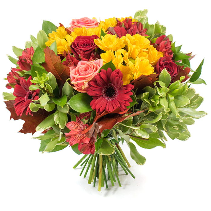 A full, rounded hand-tied bouquet captures autumn's comforting spectrum in a single composition, photographed on a white backdrop so colour and form stand in sharp relief. The arrangement's focal language is deep reds and burgundies: several red roses, some unfurling into velvety layers and others held as tight, elegant buds, pair with dark red Gerbera daisies whose broad petals radiate from slightly shaded centres. Interspersed are abundant sprays of bright yellow chrysanthemum-like flowers that bring a sunny, textured cheer and catch light between the darker tones. Soft coral-pink roses and peachy garden roses sit as gentle accents, their petal edges providing a quiet counterpoint to the intense reds. Fine, striped alstroemeria in red-orange hues weave through the bouquet, adding slender, star-shaped forms and delicate patterning that enhance depth. Surrounding foliage ranges from glossy deep greens that ground the design to paler, variegated leaves that lift and lighten the palette; several large, reddish-brown, lobed leaves reminiscent of oak or maple are strategically placed, reinforcing the harvest and Thanksgiving narrative. The stems are gathered and bound at the base, shown as a neat cluster of green stalks on the white surface - a hallmark of a traditional hand-tied style that keeps the composition airy yet structured. Bathed in soft, natural light the petals take on a subtle glow and the texture - from satiny rose petals to papery autumn leaves - becomes almost palpable. Spoken as if by a Mill Hill florist arranging for local gatherings near Mill Hill Park, this bouquet reads as a seasonal statement piece, ideal for autumn décor, celebrations or a thoughtful floral delivery to warm someone's home.