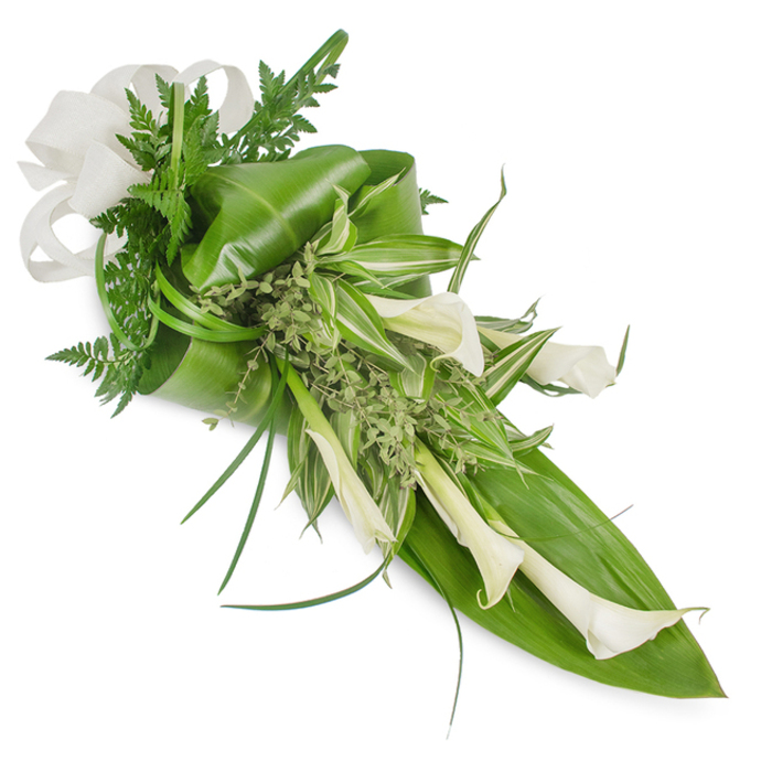 A sophisticated diagonal cascade of white and green, carefully assembled and presented on a spotless white studio background so each contour is visible. The arrangement is dominated by several smooth, creamy white Calla lilies whose trumpet mouths tilt downward and to the right, creating a clean, modern line that feels at once architectural and tender. Supporting the lilies are deep, glossy tropical leaves - some gently folded to create volume and one substantial leaf forming a strong lower-right backdrop - while feathery fern fronds peek from behind, adding delicate, woodland softness. Variegated leaves with crisp pale stripes thread through the central area, catching light and introducing lively contrast amid the darker greens. Long, slender grass blades sweep outward in elegant arcs that enhance the bouquet's sense of motion; clusters of small, pale green sprigs sit like natural filler, softening edges and offering a subtle herbal fragrance when handled. A tasteful off-white bow in a linen-like fabric anchors the top-left, its texture echoing the arrangement's restrained charm. This hand-tied, sheaf-like piece suits modern weddings, intimate anniversaries or an understated decorative statement across Mill Hill Village and nearby Mill Hill Park. The overall impression is one of serene sophistication - a study in pure whites and varied greens that speaks of renewal, tasteful restraint and the quiet craftsmanship of a local florist familiar with the neighbourhood's understated sensibilities.