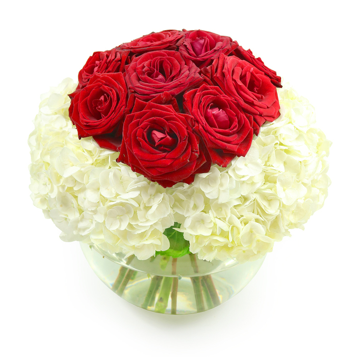 A beautifully arranged, romantic bouquet is shown here in a simple studio-style composition, sitting against a pristine white background so that every nuance of colour and texture stands out clearly. The focal point at the top is a smooth, rounded dome of red roses, approximately ten flowers nestled together with almost no gaps between them. The petals are a deep, vibrant crimson, velvety and soft, some of them forming tight, elegant spirals while others open into wide, generous blooms. This creates a gently varied surface that looks both plush and sculpted. Encircling and supporting this crown of roses is a plentiful mass of white hydrangeas, whose many small florets cluster together into full, cloud-like heads. These hydrangeas spread outwards to create a rounded base that mirrors the dome of roses above, giving the arrangement a pleasingly symmetrical, spherical shape. The contrast between the bold red and the clean white is heightened by the absence of any background distractions, making the flowers appear almost luminous. The entire arrangement is anchored in a clear, round glass fishbowl vase, with water filling the lower half. Through the glass, the stems are visible, revealing the natural green structure that holds the bouquet together, a quiet reminder of the freshness and craftsmanship involved. Subtle reflections on the glass and water add a touch of brightness, hinting at soft overhead lighting. This is the sort of tasteful, heartfelt arrangement you might send from Flowers Mill Hill to celebrate an anniversary in a home near Mill Hill East station or to surprise a partner in one of the leafy residential streets off Bittacy Hill, carrying a timeless message of love and appreciation.