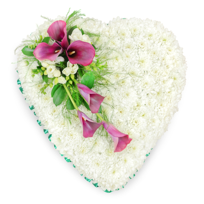This image portrays a large, heart-shaped floral arrangement designed as a funeral or memorial tribute, presented on a clean white background that enhances its clarity and emotional impact. The heart itself is made up entirely of compact white spray chrysanthemums, positioned closely together so their petals overlap and form a thick, velvety layer. The result is a soft, uniform texture conveying peace, purity, and a sense of gentle rest. Following the outer curve of the heart is a narrow ribbon of fresh emerald green, smoothly wrapped with careful pleating, creating a defined border that frames the chrysanthemums and adds a refined finish reminiscent of the clipped hedges and borders seen around Mill Hill's leafy avenues and local churches. Across the upper left portion of the heart, extending downwards in a diagonal arc, sits an expressive arrangement of deep magenta or fuchsia calla lilies. Two or three of these lilies are fully open at the top, their sculpted, funnel-like forms and darker central spadices creating a vivid contrast with the white chrysanthemum ground. Beneath them, one or two more lilies appear slightly slimmer and partially unfurled, trailing towards the lower centre of the heart to suggest a gentle cascade. Nestled among the calla lilies are clusters of small, white, bell-like blooms, likely freesias, whose more delicate petals introduce softer detail and a sense of fragrance. Around the spray, a mix of greenery including feathery fern and glossy, rounded leaves adds shadows, structure, and a natural rhythm. This carefully balanced combination of white, green, and rich pink tones forms a classic floral heart, the kind of tribute a family in Mill Hill might select to honour a loved one, offering a tangible expression of sympathy, remembrance, and lasting love.