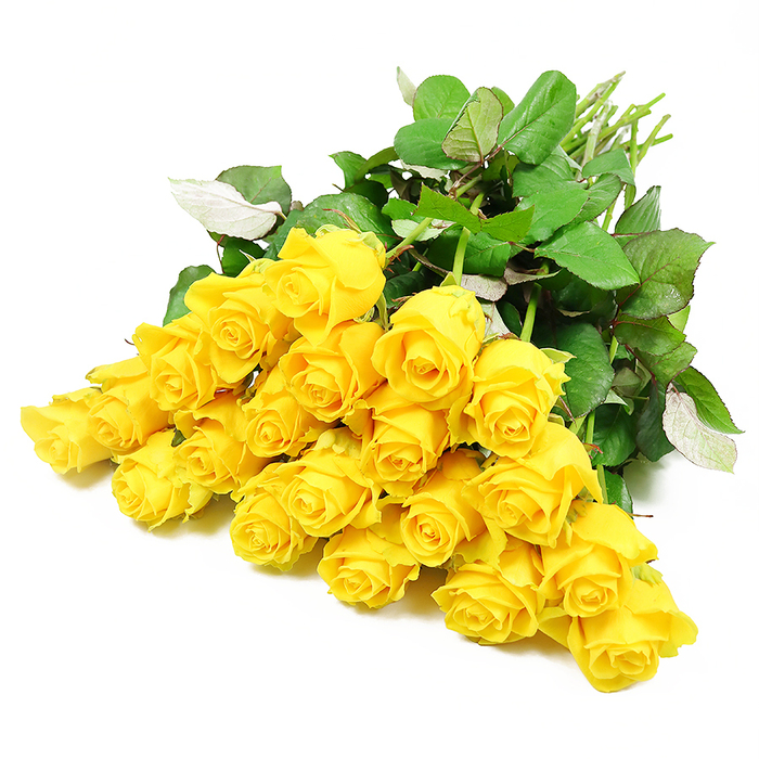 Set against a spotless, bright white background, a bouquet of roughly twenty-four yellow roses is displayed in a relaxed, fanned pattern that feels both intentional and softly unstructured. Each rose tells a slightly different story: some blooms are in tight bud form, their petals hugging close in compact spirals, while others are loosening, their petals unfolding like small golden waves. The yellow hue is warm and saturated, reminiscent of early morning sunlight over Mill Hill's quiet streets, bringing a sense of subtle hopefulness that suits a condolence or sympathy setting. Interlaced among the flower heads are lush, dark green leaves, their surfaces catching gentle highlights that reveal fine veining and occasional lighter patches, suggesting the freshness of recently cut foliage. Toward one side of the arrangement, the stems gather naturally, a cluster of smooth, pale green lines that hint at the bouquet's hand-tied origin. The lighting is evenly diffused, avoiding harsh glare and casting only the faintest shadows, so that the softness of the petals and the calm contrast between yellow and green become the focus. This composition feels like a tender floral offering from a trusted Mill Hill florist, suitable for placing beside a framed photograph, on a memory table, or in a quiet corner during a remembrance gathering near Mill Hill Broadway. It captures the way a simple, beautifully prepared bouquet of yellow roses can convey sympathy, shared grief, and a gentle reminder of cherished moments, without overwhelming the solemnity of the occasion.
