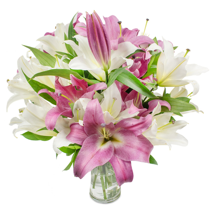 A richly textured bouquet of oriental lilies is captured against a pure white field, the frame filled by a blend of pristine ivory and strong magenta flowers that together form a full, opulent silhouette. Numerous blooms are present in varied phases of opening: some petals unfurl into classic trumpet and star shapes, revealing delicate stamens tipped with faintly coloured anthers and a whisper of pollen, while others remain tucked as slender buds promising further bloom. The ivory lilies show a creamy, slightly warm cast with hints of yellow or green at their throats that glint beneath studio lights; the deeper pink varieties range toward fuchsia and magenta, their petals sometimes marked by softer veins or lighter centres that add three-dimensionality. Interspersed foliage of deep green, narrow, lance-shaped leaves provides a crisp, living backdrop, creating strong diagonal lines and pockets of shadow that enhance the petals' vividness. The bouquet is gathered in a simple, transparent glass vase at the image's base; through its clear sides one sees neatly trimmed stems and clean water, details that underscore freshness and professional handling. The even, bright illumination brings out the satiny texture of each petal and the subtle interplay between blooms and leaves, evoking both celebratory energy and refined calm. Framed as a thoughtful gift or elegant home accent, this arrangement reads as suitable for welcoming guests in a Mill Hill home, gracing a sofa table near The Ridgeway, or arriving as a thoughtful delivery to family and friends across the neighbourhood.