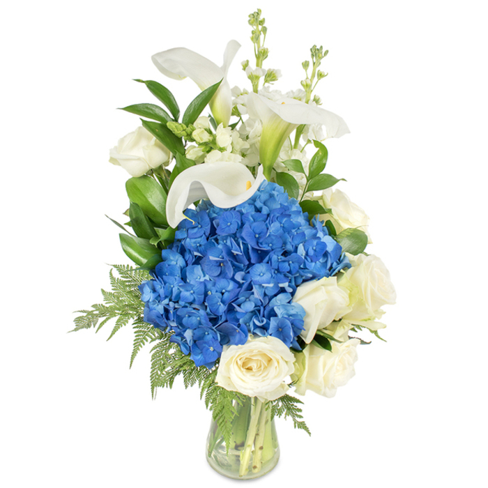 Against a seamless white backdrop, this tall floral composition reads as a study in cool contrast and refined texture: at its core a voluminous cluster of royal blue hydrangeas forms a deep, textural focal point, their rounded petals creating a plush, cloud-like surface. Around the lower and outer edges, immaculate creamy-white roses bloom fully, their velvety layers softening the arrangement with classic romance and a whisper of scent. Above the central blue mass, white calla lilies lift with architectural grace, their smooth, trumpet-shaped blooms offering a sleek vertical accent and a luminous, porcelain-like surface. Spiky white stock or snapdragon stems emerge from the upper tiers, adding a subtle vertical punctuation and a delicate, old-fashioned charm. Lush green foliage - broad glossy leaves that could be salal or lemon leaf - frames the flowers and provides visual weight, while lighter, feathery fern fronds (likely leatherleaf) cascade toward the vase mouth, softening edges and lending movement. The bouquet is arranged in a simple clear glass vase, tapered to reveal neatly trimmed stems and sparkling water, details that suggest freshness and professional care. Imagine this arrangement placed on a polished table in a Mill Hill home near The Ridgeway or displayed at a remembrance service; it carries serenity, sophistication, and a calm dignity. The composition balances dramatic blue with serene white, making it equally well suited as a comforting sympathy tribute, an understated anniversary gift, or an elegant centrepiece for a neighbourhood gathering.