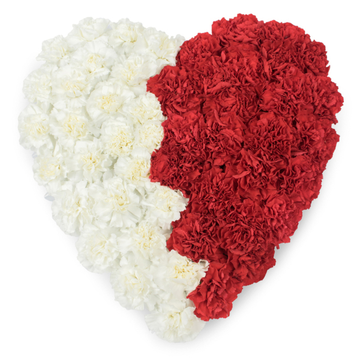 A striking, ceremonial heart composed solely of fresh carnations, photographed directly from above against a clean white plane. The left half is an expanse of creamy white blooms, each carnation's layered, crinkled petals forming a cushiony, ruffled surface that feels soft to the eye; the right half is a dense field of deep red carnations, their compact heads creating a rich, velvety relief. The two halves are separated by a distinct vertical division: a slightly sinuous line that culminates in a pronounced serrated edge formed by nine triangular points, a detail that immediately evokes the maroon-and-white heraldry of Qatar. The even overhead lighting draws out the dimensionality of each bloom, casting measured shadows into petal folds and highlighting the careful placement of stems beneath. Tactile language - plush, ruffled, saw-tooth - applies because the photograph makes the carnations' textures legible: the tiny ridges, the curled petal margins, the way clusters nestle together to create both pattern and volume. This arrangement reads as a formal tribute, appropriate for national observances, diplomatic events, or commemorative displays, where floral artistry becomes a respectful expression of patriotism and love. Locally, one can picture such a heart presented at a civic gathering near Mill Hill East, on a church lectern, or at a remembrance service on The Ridgeway. The composition is both floral craft and symbol, a lovingly assembled emblem that honours place and feeling.