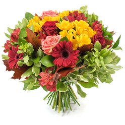 An exuberant, professionally hand-tied bouquet rendered in the warm palette of fall stands plainly against a stark white background, each flower and leaf described with clarity. Dominant in the design are deep, velvety red roses and bold burgundy Gerbera daisies - the Gerberas' broad rays and shadowed centers anchoring the eye while the roses offer layers of folded texture from tight buds to open blooms. Bright yellow spray chrysanthemums are clustered throughout like small suns, their multi-petaled faces adding lively punctuation and tactile interest. Blush-coral roses and soft peach tones nestle between these stronger colours, giving the bouquet a gentle, romantic undertone; red-and-orange alstroemeria with fine stripes inject a crisp, decorative pattern and a touch of whimsy. The blooms rest among a generous assortment of foliage: glossy dark green leaves provide structure, lighter green or variegated leaves add contrast, and several large, coppery-red autumn leaves - reminiscent of oak or maple - are placed to emphasise the seasonal theme. The stems are tightly gathered at the base, visible as a fresh green bundle that confirms the hand-tied technique and allows the bouquet to be carried or set as a centerpiece. In natural studio light the petals exhibit a soft sheen and you can imagine a faint warm fragrance. As a local arrangement prepared for Mill Hill homes near Mill Hill Village, this bouquet from Flowers Mill Hill at flowersmillhill.pro suggests harvest gatherings, Thanksgiving centrepieces, or a comforting seasonal gift - available for careful local delivery and styled to feel at home on any autumn table.
