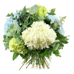 A full, rounded bouquet of hydrangeas and foliage fills the frame, standing proud against a clean white background that makes its cool colours appear especially bright and serene. At the centre is a sumptuous dome of creamy white hydrangea, its miniature petals densely layered into a soft, cushion-like mass. Around this central bloom, clusters of pastel sky-blue hydrangeas curve upward and outward, their delicate, overlapping petals recalling calm open skies over the fields near Mill Hill's greenbelt. Tucked among them are lively lime-green hydrangea heads, adding a crisp, energetic note to the composition, like the first glimpse of spring leaves along Bittacy Hill. Interlaced through the hydrangeas is an abundant selection of foliage: the distinctive, rounded leaves of eucalyptus appear in gentle sprigs of muted silvery-green, bringing a soft, modern coolness, while darker, glossier leaves curve and fan out to create depth and structure, giving the arrangement its full, domed silhouette. The stems of all the flowers and greenery gather neatly at the base, tied in the unmistakable fashion of a hand-tied bouquet, ready to drop into a favourite vase on a Mill Hill Broadway dining table or in a bright hallway near Daws Lane. The lighting is soft and evenly spread, without harsh shadows, so that the natural shading from white to baby blue to lime green is clearly visible, and the different textures-from velvety petals to smooth, polished leaves-can be almost felt. This bouquet exudes calm elegance, perfect for thoughtful birthdays, relaxed dinner parties, or a refined thank-you delivered to friends and family across Mill Hill.