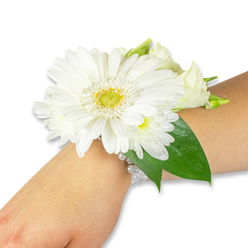 Soft white petals and glossy green leaves create a timeless wrist corsage photographed on a light-toned forearm against a clean white background, as might be prepared for a wedding in Mill Hill. The focal point is a single, striking white Gerbera daisy with delicately layered petals radiating from a bright yellow-green centre that gives the bloom a lively, jewel-like heart. Nestled around it are smaller, cushiony white chrysanthemum-type blooms and creamy lisianthus-some unfurling, some tightly budded-adding depth, softness and a gentle contrast of textures. Broad, deep green salal or Ruscus leaves fan out behind the flowers, providing structure and a vivid backdrop that makes the whites feel even crisper. A slender, multi-strand bracelet of luminous white pearls secures the arrangement, its soft sheen lending a vintage, romantic accent that rests comfortably against the wrist. The arrangement suggests the cool, crisp scent of freshly cut stems and a faint grassy note, as if gathered on an early spring morning near Mill Hill Park; the petals seem almost whisper-soft beneath the fingers. Expertly balanced for proportion and durability, this corsage is designed to complement bridal gowns, bridesmaids' dresses, or prom outfits, and it reads as both understated and celebratory. Crafted with fresh seasonal blooms, it reflects the careful, local floristry sensibility of Mill Hill and can be prepared for same-day hand delivery across the area when timing allows.