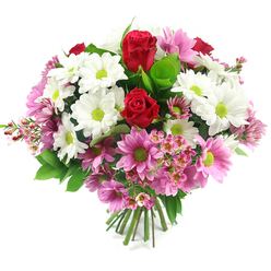 Captured against a plain white background, this luxurious bouquet appears as a full, dome-shaped burst of colour and softness, like a little garden gathered for delivery to a Mill Hill doorstep. At its heart, deep red roses command attention, their petals tightly layered and velvety, forming rich spirals that suggest enduring affection and sincere emotion. Around them, white daisy-like chrysanthemums open wide, their clean petals forming a simple, honest frame for the bright lime-green centres that lend a fresh, contemporary edge. Interlaced between the whites, numerous pink daisy-style blooms in gentle pastel to medium rose tones add warmth and a sense of quiet joy, each mirroring the same vivid green centres that tie the colour palette together. Scattered delicately among these larger flowers are clusters of pale pink filler blossoms, reminiscent of waxflowers, with minute, starry petals and visible stamens that build a soft, airy layer of texture, especially noticeable where they spill out near the edges. Lush foliage in rich shades of green supports the arrangement, from broad, glossy leaves to lighter leaf tips, creating a natural frame that enhances the vibrancy of the blossoms. The stems beneath are neatly bundled and trimmed, clearly prepared as a hand-tied gift ready to be placed in a vase on a dining table in a home off Mill Hill Broadway or near the leafy streets around Bittacy Hill. The mood of the bouquet is calm yet celebratory, perfectly suited for anniversaries, birthdays, or simply to brighten a Mill Hill home with a sense of fresh, floral serenity.
