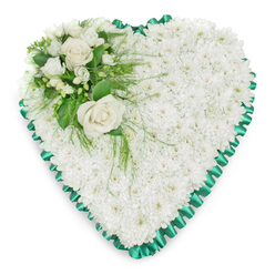 A dignified heart-shaped floral tribute is captured against a crisp white background, allowing the thoughtful detail of this sympathy arrangement to come through clearly, much like viewing it laid out in a Mill Hill church or chapel of rest. The main body of the heart is formed from a dense bed of white chrysanthemums, their small, rounded blossoms pressed closely together to create a deeply cushioned, textured surface. This continuous field of white petals suggests purity and serenity, like a quiet blanket of snow, and brings a soothing calm to the design. Encircling the heart is a beautifully pleated emerald green satin ribbon. Its ruffled edge creates a soft, scalloped outline, and the ribbon's subtle sheen adds an elegant contrast against the matte petals of the chrysanthemums. The green border frames the heart with a polished finish, reminiscent of the green spaces and tree-lined streets around Mill Hill. In the upper left arc of the heart, an accent spray of flowers draws the eye. Here, two fully opened white roses stand as the focal blooms, their spiralling petals arranged in lush, creamy layers that symbolise enduring love and cherished memories. Surrounding these roses are smaller white flowers-likely freesias or similarly light blossoms-that lend a sense of delicacy and airiness. Sprigs of greenery, from broad, glossy leaves to fine, feathery fronds, weave through the cluster and spill softly onto the chrysanthemum base beneath. The greenery not only adds depth and contrast but also a feeling of gentle movement, as though a soft breeze had touched the flowers. This heart-shaped tribute feels both classic and personal, a compassionate choice for expressing sympathy and respect at a funeral or memorial in Mill Hill.