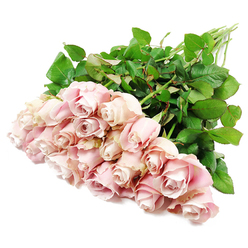 An abundant cluster of approximately two dozen pale blush roses is displayed against an immaculate white background, creating a serene and contemplative scene. The bouquet is laid diagonally, with the flower heads forming a generous mass of colour at one end while the long green stems trail away towards the opposite corner. Each rose shows a subtle harmony of pink tones, from the lightest shell pink on the outer petals to a slightly deeper, dustier blush and faint lavender undertones close to the spiral centres. Most blossoms are in mid-opening, their petals curling outwards in tight, elegant whorls that suggest restraint and quiet beauty, while a handful are more relaxed, revealing their velvety inner layers. The petals appear smooth and soft, as if they would feel cool and silken to the touch, and they catch the bright, even light in a way that emphasises shadow, depth, and texture without harsh contrasts. Behind and around the blooms, rich dark green leaves and sturdy stems provide a grounding frame, signalling the freshness of a bouquet arranged by an experienced florist. The simplicity of the white backdrop heightens the emotional stillness of the image, making the roses feel particularly suited to moments of sympathy and reflection. It is easy to imagine this arrangement being hand-delivered in Mill Hill, perhaps to a house off The Ridgeway or near Mill Hill Park, as a gentle gesture of support. The bouquet's understated elegance and soft colour palette convey compassion, respect, and a quiet promise of presence during times of loss.