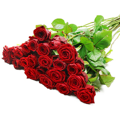 A richly abundant bouquet of red roses, freshly cut and long-stemmed, is laid diagonally across a spotless white surface, the mass of blooms gathered generously at the left like a crimson cloud. With around two to three dozen roses in view, the arrangement looks dense and opulent, each rose head full and perfectly shaped. The petals are velvety and tightly layered, swirling inward in deep spirals of intense crimson, with just the slightest softening at the outer edges that hints at the bloom beginning to open. The lighting is bright and clear, as if these flowers were photographed near a wide Mill Hill window on a sunny morning, revealing the delicate textures and casting gentle shadows between the overlapping petals. Among the rich red heads, deep green leaves add a natural counterpoint, their surfaces lightly shining, suggesting crisp freshness and expert conditioning. The long stems angle to the upper right, straight and strong, showing the occasional thorn and natural bump along the way, a quiet reminder that these are real garden roses, not imitations. The scene feels minimalist yet emotionally charged; without a vase or ribbon, the focus rests entirely on the flowers themselves and what they represent. One can imagine this bouquet being delivered to a home off The Ridgeway or arriving at a restaurant table near Mill Hill Broadway as the centrepiece of a romantic evening. The overall impression is one of passion, commitment, and timeless romance - a floral declaration that speaks clearly of love, gratitude, or the wish to make a significant moment truly memorable.
