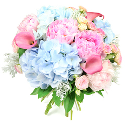 Captured against a stark white background, this round bouquet appears lush and almost glowing, a testament to careful craftsmanship and fresh blooms. Full, voluminous heads of sky-blue hydrangeas first catch the eye, forming gentle, mound-like shapes that resemble soft clouds drifting over the rooftops of Mill Hill. Their countless tiny petals create a smooth, unified texture that feels both soothing and abundant. Clustered closely with them are romantic pink peonies, some tightly layered and others fully opened, revealing opulent swirls of ruffled petals in shades from delicate blush to more vibrant, candy-pink. Elegantly threading through these round, frilly flowers are sleek calla lilies, their trumpet-shaped blooms tinted in rich coral and magenta-pink. The callas curve upwards with intentional grace, bringing a sense of structure and contemporary style to the arrangement. Between the larger blossoms, small blush spray roses and a scattering of creamy yellow rose blooms peep out, filling gaps and lending an air of intricate, almost handmade detail. Soft, silvery-green Dusty Miller foliage with its velvety, cool touch encircles parts of the bouquet, mixing with darker green leaves to give depth and a gentle contrast that highlights the pastel palette. The stems are bound neatly at the base, clearly a hand-tied creation, as though just finished by Flowers Mill Hill before being sent out for same-day delivery around Mill Hill East or Totteridge. The overall impression is one of quiet luxury and heartfelt celebration, ideal for birthdays, engagements, or simply bringing a touch of beauty into a cherished local home.