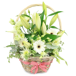 Set against a clean white backdrop, a rustic wicker basket brims with white and pale green flowers, the kind of elegant, natural design a Mill Hill florist might suggest for a meaningful anniversary or thank-you gift. The basket is woven from light brown wicker, its texture warm and inviting, with a curved handle arching above the arrangement. At the front, a neatly tied red and white gingham ribbon adds a nostalgic, homely accent, reminiscent of relaxed weekend picnics in Mill Hill Park or walks along Dollis Brook. Rising from the centre are tall lily buds, mostly closed in soft shades of cream and green, just beginning to open at the tips, hinting at the blooms yet to come. Around them, white Gerbera daisies with dark centres face outward, their crisp petals arranged like perfect spokes, bringing structure and brightness. Between these focal flowers, lisianthus in ivory and pale green tones offer gentle, ruffled layers that soften the composition. A smooth white calla lily unfurls a sleek trumpet form, creating a contemporary focal point that contrasts beautifully with the wicker basket's rustic charm. Smaller, spiky chrysanthemum-style flowers in white and green echo the palette and add light texture around the edges. The arrangement is wrapped in generous greenery: rounded blue-green eucalyptus leaves, variegated trailing foliage, and deep green leaves that fan out to frame the blooms. The interplay of fresh whites, subtle greens, and natural wicker gives a feeling of calm, purity, and quiet joy. Perfect for placing on a dining table near Mill Hill Broadway, welcoming guests to a home off Hale Lane, or sending as a same-day delivery across Mill Hill, this basket conveys appreciation, tenderness, and the promise of new chapters.