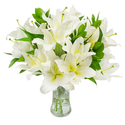 A generous bouquet of white lilies, composed with attentive care, sits in a classic clear glass vase against an immaculate white field. The lilies present multiple layers of broad, velvety white petals, each petal tipping outward in a gracious arc; nearer their throats a soft creamy-yellow and pale green tone deepens the colour and gives each blossom subtle dimensional warmth. Within several open blooms, long, elegant stamens extend-fragile pale-green filaments crowned by warm brown anthers-offering fine structural detail against the pristine petals. Interwoven among the flowers are plentiful dark green, lance-like leaves that create a lush, full silhouette and lively contrast to the bright blooms. The glass vase, with a gently flared neck, reveals clear water and neatly cut pale-green stems reaching down into the vessel, an honest sign of freshness and professional conditioning. The lighting is gentle and diffused, as if morning light filtered through trees in Mill Hill Park, casting a calm serenity over the arrangement. As a local florist at Flowers Mill Hill I often place bouquets like this for sympathy, commemorations, or refined home decor-its whiteness reads as purity and repose, while its evident freshness signals attentive handling and same-day preparation when needed across NW7. Tactile and fragrant in memory-the image conveys a quiet reassurance and timeless elegance, appropriate for moments of solace or subtle celebration.