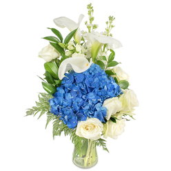 Presented on a pristine white background, this refined arrangement centres on a lush, rounded mass of intense blue hydrangeas whose dense clusters read almost tactile, like velvet beneath the fingertips. Nestled at the base and around the sides are creamy white roses, their petals unfolding in tight, velvety spirals that add a warm, timeless softness to the cool blue heart. Rising with sculptural poise above the hydrangeas are several white calla lilies, each trumpet-shaped bloom curving with porcelain-like elegance and a faint wash of pale green at the throat. Interwoven among them are tall, delicate stems of white snapdragons or stock, lending a graceful, lyrical height and a whisper of movement. Deep green, glossy foliage - reminiscent of salal or lemon leaf - punctuates the bouquet and is complemented by lighter, feathery fern fronds that tumble gently toward the vase, creating a natural, garden-picked silhouette. The clear, tapered glass vase shows the clean stems and water, underscoring the freshness of the composition and the precise hand that arranged it. This bouquet carries a quiet, reassuring presence ideal for sympathy, a serene anniversary gift, or a sophisticated centrepiece at an intimate meal in Mill Hill Village. As a local touch and to ensure careful delivery across NW7, Flowers Mill Hill often crafts this style for customers seeking calm, elegant floral expressions that reflect the neighbourhood's gentle, leafy charm.
