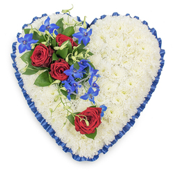 This photograph presents a large, heart-shaped sympathy arrangement carefully designed to express love, sorrow, and remembrance. The heart itself is a dense cushion of small, pristine white chrysanthemums, arranged so closely that their petals overlap and merge, creating a smooth, textured surface. The mums' fresh, slightly curved petals catch the light softly, giving the heart an almost luminous quality, as though it glows gently against the plain white background. Surrounding the flowers, a wide ribbon of royal blue satin has been artfully pleated and ruffled, forming a striking border. The satin's sheen introduces an elegant contrast to the matte petals, and the deep blue hue offers a sense of stability and calm, reminiscent of the peaceful green spaces around Mill Hill's parks on a still morning. At the upper left, a vivid floral spray brings warmth and intensity. Three fully opened deep red roses sit at its centre, their velvety petals spiralling outwards, symbolising deep affection and lasting bonds. Nestled among them are electric blue dendrobium orchids, their unusual star-shaped blooms and slender, arching stems adding an almost ethereal beauty. The interplay between the rich red and electric blue creates a dynamic focal point, drawing the gaze across the heart. Light green curly tendrils, along with scattered leaves, trail gently from this spray, giving the impression of organic movement and natural grace. On the lower right curve, a single red rose is positioned on its own, echoing the main cluster with quiet simplicity, as though representing one special memory or person. The tribute feels considered and deeply personal, like a custom arrangement a Mill Hill family might choose to accompany a final goodbye at a local church, synagogue, or crematorium, allowing flowers to speak the words that are hard to say aloud.