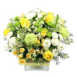 A generously filled floral arrangement stands in a sleek square glass vase, photographed against a pure white background so each petal, leaf, and colour can be appreciated in detail, as if you were viewing it up close in a Mill Hill florist's studio. The bouquet forms a rounded, bountiful dome of fresh blooms in yellow, white, and green, giving an impression of abundance without feeling heavy. Yellow roses, along with clusters of smaller yellow spray roses, are scattered throughout the composition, their layered, velvety petals suggesting warmth, optimism, and heartfelt wishes. Between them, white pompom chrysanthemums sit like tiny cushions, their compact, globed forms adding a calm, grounding element. To lift the design and add a contemporary note, bright lime green button chrysanthemums and more softly ruffled pale green flowers-similar to decorative green carnations-are tucked between the larger blooms, their lively tones recalling the fresh, grassy feel of Mill Hill's open spaces. The bouquet is bordered with a rich variety of foliage: broad, dark green leaves, variegated leaves with creamy white margins, and slender, feathery greens that reach out lightly beyond the flower mass. Small starry white filler flowers are sprinkled throughout, catching the eye and enhancing the sense of intricacy and care. The clear glass vase reveals the cleanly cut stems and is encircled at its centre by a band of rustic, woven natural fibre, overlaid by a slim lime green ribbon tied horizontally, pulling together the green accents from the blooms and foliage. This thoughtful design feels both cheerful and soothing, perfect for sending as a thinking of you surprise, a housewarming gift in NW7, or a refined floral accent for a Mill Hill office reception or living room.