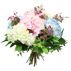 A softly coloured bouquet of hydrangeas fills the scene, photographed against a clean white background that makes the pastel tones and lush foliage appear especially vivid. At the heart of the arrangement, large, rounded hydrangea heads in delicate shades of blush pink, pale sky blue, and creamy white form a billowing, cloud-like cluster. Each head is dense with tiny, rounded petals, layered so closely that the texture looks plush and velvety, reminiscent of mature shrubs blooming in front gardens off Mill Hill Broadway. The pink hydrangeas lend an air of gentle romance and affection, the blue heads add a relaxed, calming feel, and the white blooms brighten everything with a sense of clarity and quiet elegance. Threaded between these larger forms are slender stems of small magenta or fuchsia filler flowers, probably waxflower, their miniature blossoms and fine greenery adding subtle pops of deeper colour and a light, airy counterpoint to the fullness of the hydrangeas. A halo of mixed foliage forms the base and outline of the bouquet: broad, glossy dark green leaves provide solid structure, while smaller, softer leaves weave through the design, softening the silhouette and enhancing its natural, garden-inspired character. The stems are neatly gathered and tied together at the base, revealing a traditional hand-tied construction that suggests this arrangement is freshly prepared and ready for flower delivery across Mill Hill. The neutral white backdrop and soft lighting keep the attention on the delicate play of colours and textures, creating an impression of freshness, serenity, and thoughtful care-ideal for marking life's quieter celebrations, sending encouragement, or offering a gentle, comforting gesture.