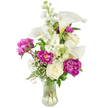 A lush, upright bouquet sits in a clear, fluted glass vase against a pristine white background, its composition radiating calm, refined beauty. At first glance the eye is drawn to several pure white calla lilies - their smooth, trumpet-shaped spathes curving with elegant simplicity and a hint of pale green near the stems - which rise above the cluster like sculpted sails. Below and around them, sumptuous magenta peonies unfurl in dramatic ruffled layers; two are fully open, their deep fuchsia centers spilling soft petals, while a single tight bud promises a later, blushing reveal. Nestled among the larger blooms are classic, creamy white roses whose densely packed petals offer a gentle, familiar softness. Tall, spiky stems of white stock thread upward through the middle, introducing a fragrant, vertical rhythm and tiny clustered florets that contrast with the broader petals of the peonies and lilies. Sprigs of airy white baby's breath drift like a soft veil, adding lightness and ethereal texture, while varied green foliage-from fern-like fronds to broader glossy leaves-grounds the arrangement and gives it fresh, garden-picked depth. The transparent vase shows clean stems and clear water, reinforcing a sense of freshness and careful craftsmanship. In my mind as a Mill Hill florist this is a centrepiece for an intimate table at home or a thoughtful gift gathered after a morning stroll through Mill Hill Park; it feels equally suitable for celebrating birthdays, anniversaries, or quietly marking sympathy with restrained elegance. The overall mood is polished yet approachable, a composition that breathes and invites close, appreciative moments.
