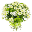 A generous hand-tied bouquet of white and green chrysanthemums sits against a plain white background, its fresh colours and layered textures clearly defined, as if ready to be delivered from Flowers Mill Hill to a nearby home. The arrangement is full and rounded, the blooms nestling closely together to form a dense, dome-shaped cluster. Soft white and creamy-yellow chrysanthemums take centre stage, their many fine petals layered intricately around pale green and subtle yellow centres, giving a plush, traditional feel, almost like a soft cushion of petals. Between these larger blooms, smaller spray chrysanthemums appear as delicate white daisies, their simple outlines creating a gentle, airy rhythm and preventing the design from feeling heavy. Scattered through the bouquet, lime-green pompon chrysanthemums form vibrant, button-like spheres. Their compact, tightly packed petals provide a striking textural contrast and an invigorating splash of colour, echoing the bright greenery of Mill Hill's gardens and tree-lined streets. Dark green foliage supports and frames the flowers, with glimpses of rich, serrated leaves adding depth and a quiet, woodland freshness. At the base, the stems are gathered neatly into a straight bundle, cut cleanly to an even length. A wide lime-green satin ribbon wraps around them, tied into an elegant, multi-looped bow whose smooth, shining surface complements the lively green pompons above. The bouquet feels serene yet quietly celebratory, suitable for offering condolences with grace, congratulating someone on a new chapter in Mill Hill, or simply bringing a calm, refreshing touch of nature into a bright kitchen or living room.