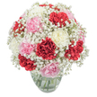 A joyous tableau unfolds in this arrangement-classic carnations in rich crimson, delicate pink, and creamy white mingle with gentle clouds of baby's breath, capturing the mood of Mill Hill's close-knit community. Each carnation reveals textured, ruffled petals, some standing tall with bold colour, others soft and inviting, contributing to the bouquet's full, rounded shape. The drifts of white Gypsophila move between the stronger hues, creating a balanced composition which seems to float on air. All are gathered in a clear-glass vase, where the green stems twist together beneath the surface of the clean water, echoing the clarity and vitality prized by families along Mill Hill Broadway. Awash in natural daylight, every detail is spotlighted-the plushness of the petals, the airy delicacy of baby's breath, and the sense of care behind every placement. A subtle, spicy-sweet fragrance rises, ideal for brightening a friend's home, surprising a loved one on Page Street, or bringing comfort to an occasion large or small in this proud North London suburb. The bouquet is expertly crafted-a luminous centrepiece and a heartfelt gesture, reflecting the reliability and artistry of florists who call Mill Hill home.