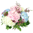A hand-tied hydrangea bouquet is shown against a spotless white background, its colours and textures standing out clearly, as if styled for a product shot in a Mill Hill florist's studio near the Broadway. The arrangement is lush and rounded, dominated by large, globe-shaped hydrangea heads in a soothing trio of pastel tones. Blush pink blooms add a tender, romantic note, their tightly packed petals forming smooth, cushion-like domes. Balanced alongside them, baby blue hydrangeas bring a cool, airy freshness reminiscent of the open sky over Mill Hill's leafy streets, while a central creamy white hydrangea gently brightens the composition and adds depth. Each bloom consists of myriad tiny florets that create a velvety, cloud-like surface. Threaded between these larger blooms are fine, branching stems of smaller magenta and deep purple flowers, probably waxflower or a close relative. Their miniature, star-shaped blossoms and wiry stems weave through the hydrangeas, introducing intricate texture and a richer, more saturated burst of colour. Around the outside, a mix of fresh green foliage frames the bouquet: broad, medium-green leaves near the base and more delicate, lighter green sprigs at the edges give structure while keeping the design soft and organic. Bright, even lighting highlights the subtle colour gradients and clean edges of each petal and leaf, with no distractions from the background. The overall impression is one of gentle celebration and refined charm, perfect for anniversaries, thoughtful everyday gifts, or a welcoming arrangement in a Mill Hill home, bringing a calm, garden-inspired beauty indoors.