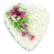 A refined and emotionally resonant heart-shaped floral tribute is displayed against a bright white background, allowing its structure and colours to stand out clearly. The heart's entire surface is densely packed with small, pristine white spray chrysanthemums, arranged so closely that they create a smooth, cushion-like field of petals. This expanse of white suggests serenity, purity, and quiet remembrance, echoing the stillness of early mornings in Mill Hill when the streets and gardens lie hushed. Encircling the heart is a slender band of emerald green ribbon, carefully pleated and wrapped, which draws a clear line around the shape and offers a subtle contrast, highlighting the meticulous craftsmanship. From the upper left edge of the heart, a diagonal spray of deep magenta or fuchsia calla lilies sweeps gracefully towards the lower right section. At the top of this spray, several calla lilies are fully open, their distinctive, trumpet-shaped blooms and darker centres adding drama and visual depth against the white background. Lower down, one or two more lilies extend in a slightly trailing fashion, partly unfurled and more slender, creating a gentle sense of descent and movement. Among these bold blooms are small clusters of delicate white freesia or similar flowers, their softer, ruffled petals providing textural contrast and a suggestion of sweet fragrance. The focal spray is finished with an abundance of greenery-fine fern fronds and smooth, glossy leaves-that weave through and around the flowers, adding layers, shadows, and a natural flow. The overall impression is one of quiet elegance and heartfelt care, an ideal sympathy arrangement for families in Mill Hill seeking to express love, gratitude, and a dignified final farewell at a funeral or memorial service.