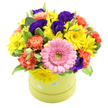 A compact, dome-shaped bouquet nestles in a round lime green hatbox, the sort you might spot being carried home from a florist on Mill Hill Broadway. The container's gentle pastel blue and white polka dots add a touch of whimsy, suggesting that this is a gift chosen to delight. Set against a pure white background, the colours of the flowers are vivid and undistracted, showing off the work of Flowers Mill Hill in fine detail. At the very front, a single pink gerbera daisy takes pride of place, its broad, velvety petals arranged in a perfect circle around a soft green centre that draws the eye immediately. Radiating around it are clusters of small yellow chrysanthemums or daisy-like blooms, their bright faces and neat petals creating a sense of warmth, as if they're catching afternoon sunlight over Mill Hill Park. Nestled between these are ruffled coral and orange carnations, each bloom a swirl of layered petals that brings both depth and a cosy, welcoming tone to the arrangement. Rich indigo and purple lisianthus flowers are threaded throughout, their smooth, softly curving petals offering a luxurious contrast to the more playful colours, like little shadows of elegance within the bright dome. Sprigs of fresh green foliage, including some leaves edged in pale tones, are interwoven to frame the flowers and break up the colour in a natural way. The overall look is fresh, abundant, and carefully composed, perfect for marking a birthday in a Mill Hill family home, sending a cheerful 'thinking of you' to a friend near Bunns Lane, or decorating a light-filled office with a splash of colour and optimism. The arrangement feels like a pocket of celebration, contained but bursting with joyful energy.