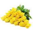 This high-quality image features a generous grouping of yellow roses, approximately twenty-four stems gathered together and laid out horizontally on a pristine white background. The roses are clustered so that their heads almost touch, forming a continuous band of colour that reads as one unified bouquet while still allowing each individual flower its own shape. Some blooms are compact, with petals tightly coiled into spirals that promise to unfurl, while others are more open, revealing circular layers of soft, velvety petals gently curving outwards. The yellow tone is bright and reassuring, evoking clear skies and sunny days over Mill Hill, and each petal appears smooth, fresh, and lightly illuminated by even, soft lighting. Nestled among the flowers are rich green leaves, their darker hue creating a natural frame that sets off the cheerful yellow. The leaves show subtle textures-fine veins, slightly serrated edges-that contrast with the more polished surfaces of the petals. Here and there, sections of stem and small thorns are visible, reinforcing the natural, unembellished character of these roses. With no vase, wrap, or visible accessories, the composition feels especially pure and sincere, like a bouquet just finished on the workbench at Flowers Mill Hill and gently set down for a quiet moment of reflection. Although yellow roses often speak of friendship and appreciation, in this photograph they also convey a sense of peaceful support, making them a fitting choice for sympathy flowers. The overall mood is calm and consoling, suggesting a desire to bring a soft glow of comfort and enduring affection to someone grieving in the Mill Hill area.