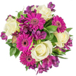 Seen from a direct overhead view against a crisp white background, this hand-gathered bouquet reads as a cheerful study in contrast and texture. At its heart sit several creamy ivory roses, each one unfurling smooth, velvety spirals of petals that catch the light like soft satin. Arranged around them are bold magenta gerbera daisies with flat, graphic faces and dense, finely layered petals that push outward in a bright, joyous burst; their dark, textured centres anchor the composition and draw the eye inward. Interspersed through the circle are clusters of deep purple alstroemeria - delicate, trumpet-shaped blooms with subtle darker flecks and streaks that give the bouquet an exotic, painterly edge. A varied tapestry of greenery - glossy broad leaves, slender variegated strands and feathery filler foliage - cushions the flowers and lifts the colours, the greens acting as a cool, balancing backdrop to the warm ivory and vivid fuchsia. The overall effect is lush but controlled, a compact, circular silhouette that feels both celebratory and refined. A faint, tea-like scent from the roses blends with the fresh green aroma of cut foliage, suggesting spring mornings in a neighbourhood market. This arrangement, with its joyful colour play and careful placement, suits birthdays, anniversaries or an affectionate just because delivery; its design speaks of thoughtful craftsmanship familiar to florists who work around Mill Hill Broadway and the quieter lanes of Mill Hill Village. The white negative space around the bouquet makes each hue pop with clarity, inviting close visual and tactile appreciation even before the stems are placed into a vase.