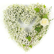 A tender, heart-shaped floral tribute built entirely from an abundant cloud of tiny white baby's breath (Gypsophila), set against a clean white background so every delicate bloom reads clearly. The mass of minuscule blossoms creates a soft, pillowy texture-feathery and almost weightless under bright, even light-so the heart reads as both solid in form and airy to the touch. Nestled into the upper right curve is a single cream-white rose, its petals tightly spiralled and luminous, offering a quiet focal point that feels like a gentle hand resting on the heart. From that rose a cascade of green elements winds diagonally down the right side: glossy, dark-green ivy leaves with their classic lobed profiles provide sculptural contrast and steadiness, while pale, narrow-leafed sprigs resembling eucalyptus lend a fresh, silvery-green texture and the faint suggestion of a cooling scent. The overall composition speaks of purity, memory, and calm-white as a gesture of reverence, the rose like a private emblem of love kept close. The arrangement's balanced lines and soft textures make it especially suited to funerals or memorials, a respectful expression of sympathy that reads easily from close or at a distance. As a Mill Hill florist would arrange for delivery around Mill Hill Broadway and The Broadway, this heart-shaped piece carries a quiet dignity appropriate for chapel tables or graveside tributes, designed to convey solace without words and to comfort those who gather in remembrance.