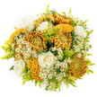 Against a smooth white backdrop, this hand-tied bouquet appears like a small celebration of autumn gathered in the hands of a Mill Hill florist. At its core, generous chrysanthemums in glowing shades of sunflower yellow, ochre, and deep bronze create a warm focal point, their many layered petals forming plush, rounded heads packed with texture and colour. Beside them sit unusual chrysanthemum blooms with intricate, brain-like folds and crests in mustard and dark caramel, adding a sculptural, almost whimsical element to the display. Threaded gracefully through this richness are several creamy white roses, each one opening in perfect spirals, their velvety petals exuding a sense of quiet luxury and balancing the stronger tones. Between the larger blooms, tiny white daisy-like flowers-probably feverfew or chamomile-cluster in light, airy groups, their bright yellow centres giving cheerful pinpricks of contrast, like patches of sunshine on a Mill Hill garden path. Fine stems and plumes of lime-green solidago and other delicate foliage weave and arch through the bouquet, lending additional volume, fresh colour, and an impression of natural movement. The arrangement is rounded and full, but not stiff; every flower appears intentionally placed, as though gathered from a well-loved garden above the Ridgeway and tied just in time for an evening visit. The even lighting and clean white background draw attention solely to the interplay of golden, white, and green tones, making this bouquet perfect for sending comfort, congratulations, or heartfelt thanks to loved ones across Mill Hill, while capturing the cosy, hopeful spirit of the season.