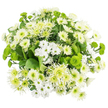 From a bird's-eye perspective, this chrysanthemum bouquet appears as a soft, rounded cluster of white and green blooms, perfectly centred against an immaculate white background that highlights every petal and leaf. The arrangement showcases a range of white chrysanthemums: small spray varieties with daisy-like charm, their neatly spaced petals circling fresh green-yellow centres; more generous, dome-shaped mums built from densely packed petals that lend a velvety, cushion-like texture; and slender, spider-style blooms whose longer, slightly ruffled petals stretch outward, giving the bouquet a delicately fringed edge. Interwoven among these white flowers are vivid green chrysanthemums that add brightness and lively contrast. Tiny Santini buttons in intense chartreuse form tidy, spherical domes, while lime-green cremon or spider chrysanthemums display narrow, fimbriated petals radiating from a paler core toward softly lightened tips. Supporting this interplay of blooms, layers of rich, dark green foliage provide a deep, verdant backdrop, the broad leaves subtly visible between the flowers and reinforcing the sense of lush abundance. The evenly diffused lighting suggests a calm, studio-like setting, reminiscent of the gentle light you might notice drifting through windows in a home near Mill Hill Park, bringing out the bouquet's clean lines and soothing palette. The overall impression is one of freshness, peace, and renewal-a design that feels at home as a comforting gesture, a refined thank-you, or an elegant everyday display on a coffee table or sideboard in Mill Hill. The bouquet's careful balance of textures and tones speaks to the attention of a skilled local florist who understands how to evoke calm and optimism through white and green flowers alone.