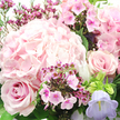 The image presents a richly textured bouquet in harmonious shades of pink, photographed close enough that every petal feels almost within reach, much like a gift handed over a doorstep in Mill Hill. At the top left and centre, a voluminous hydrangea bloom in soft blush pink forms the visual anchor. Its hundreds of tiny, rounded petals layer upon one another to create a gentle, cloud-like dome, with subtle variations of colour that shift from creamy pale to slightly deeper rose. Just below, to the left, a classic blush rose opens in a flawless spiral, the velvety petals curling outward with a sense of quiet elegance. A second rose appears to the mid-right, similarly shaded in dusky pink, its petals slightly more open to reveal the softness of its heart. Between these larger blooms, small clusters of vivid fuchsia and magenta flowers-waxflower or phlox in character-add vivid pops of colour, their star or disc-shaped petals framing darker centres that draw the eye. Near the bottom right edge, a bell-shaped campanula flower in gentle lavender purple nods outward, bringing a cool accent that balances the warmth of the pinks. The bouquet is cradled by slender stems and lush dark green foliage, which provide structure and contrast, suggesting stems freshly trimmed and arranged by a local Mill Hill florist. Soft natural light washes across the composition, enhancing the sense of freshness and serenity. Overall, the bouquet conveys tenderness, gratitude, and a calm joy-perfect for birthdays, Mother's Day surprises, or heartfelt deliveries anywhere across Mill Hill.
